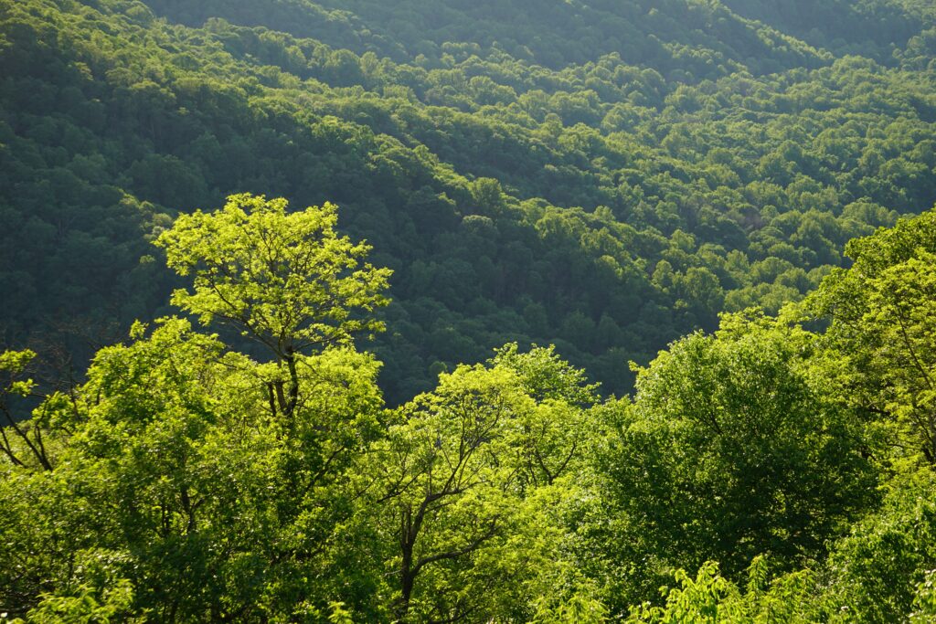 Aerial view of a vibrant green forest in summer with sunlight filtering through the trees.