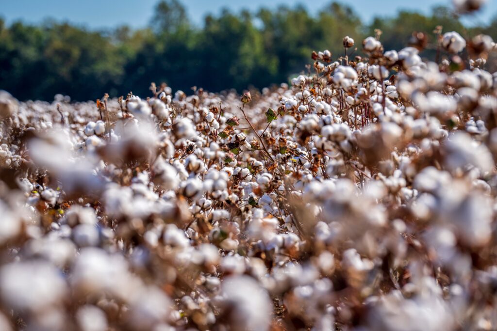 A detailed image capturing a lush cotton field under a clear sky, showcasing abundant cotton plants in bloom.